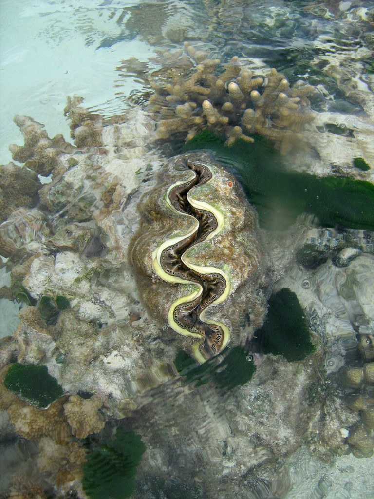 Reef & Marine Life